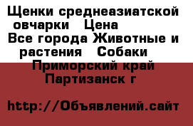 Щенки среднеазиатской овчарки › Цена ­ 20 000 - Все города Животные и растения » Собаки   . Приморский край,Партизанск г.